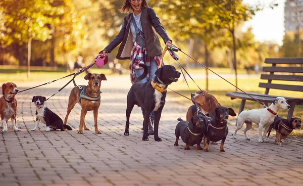 Perros paseando por el parque y disfrutando con paseador de perros — Foto de Stock