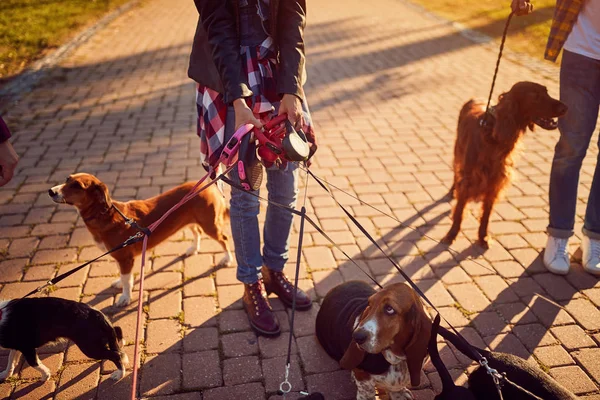 Perros paseando con paseador de perros feliz — Foto de Stock