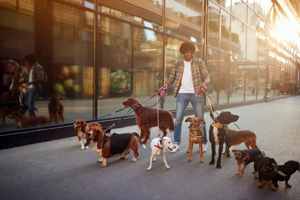 Paseador de perros disfrutando con perros mientras camina al aire libre — Foto de Stock