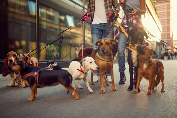 Grupo de perro paseando con correa con paseador de perro profesional de pareja — Foto de Stock