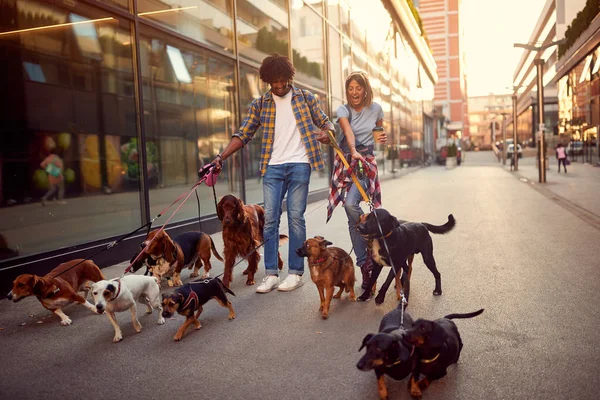 Σκύλος περιπατητής κορίτσι και τα σκυλιά του ανθρώπου βόλτες και απολαμβάνοντας σε εξωτερικούς χώρους — Φωτογραφία Αρχείου