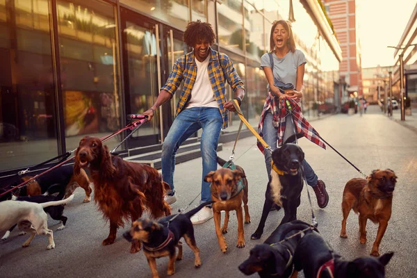 Flicka och man hund Walker med grupp av hundar njuter i Walk — Stockfoto