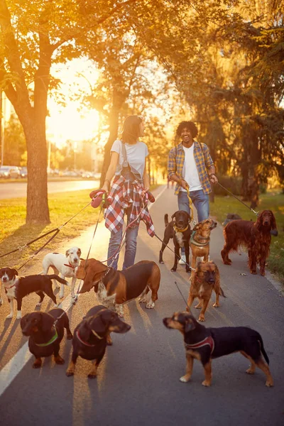 Flicka och man Walker promenader med en grupp hundar i par — Stockfoto