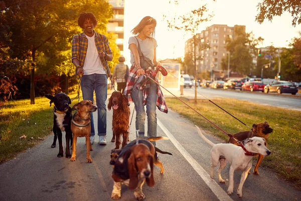 Grupo de perros en el parque paseando con chica y ma — Foto de Stock