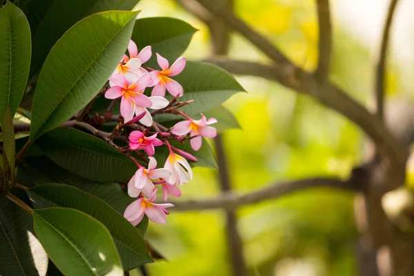 Frangipani rosa — Fotografia de Stock