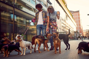 Köpek bir sürü sokakta gülümseyen köpek Walker çift