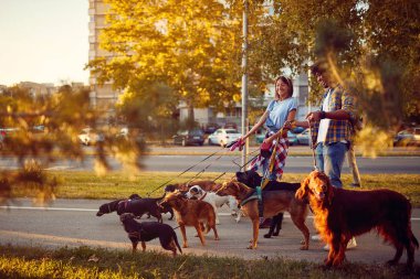 Şehirde bir grup köpekler ile yürüyüş mutlu köpek Walker
