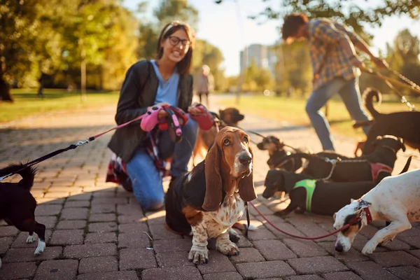 Hund på koppel och njuter i parken — Stockfoto