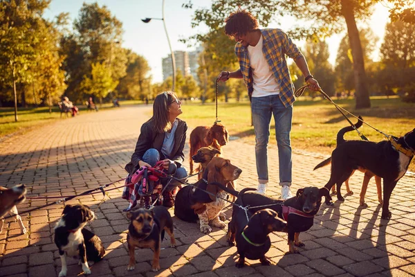 Pareja jugando con su perro mientras que fuera en un paseo — Foto de Stock