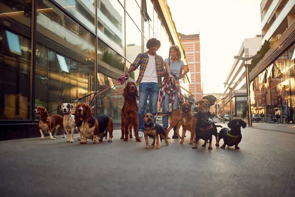 Grupo de perro paseando con correa con pareja profesional de paseadores de perros — Foto de Stock