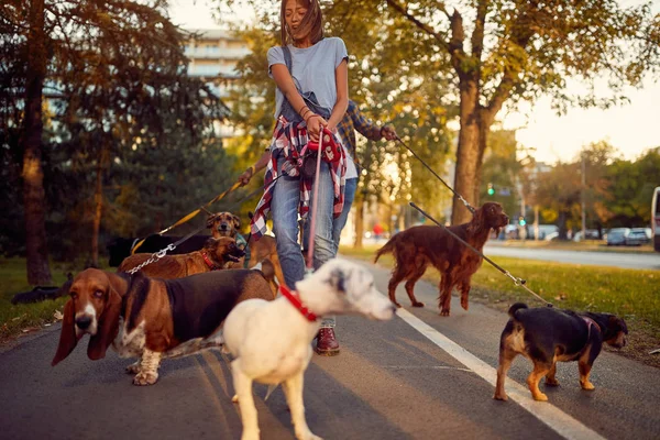 Жінка собака ходить з собаками, насолоджуючись пішохідним містом — стокове фото
