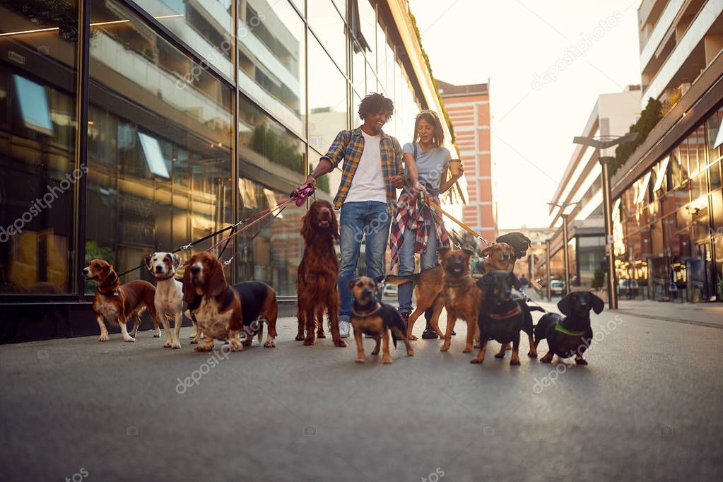 Group of dog walking on leash with professional dog walker couple