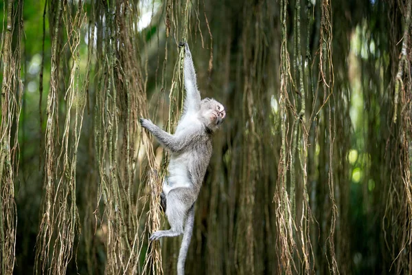 Monkey swinging in tree at sacred forest — Stock Photo, Image
