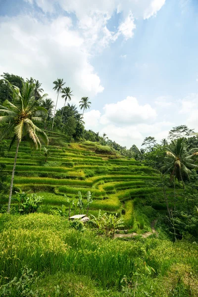 Green rice fields on Bali island — Stock Photo, Image