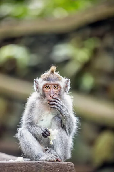 발리 우붓 숲에서 과일을 먹는 원숭이 — 스톡 사진