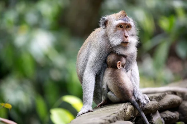 아기와 함께 하는 암컷 원숭이 — 스톡 사진