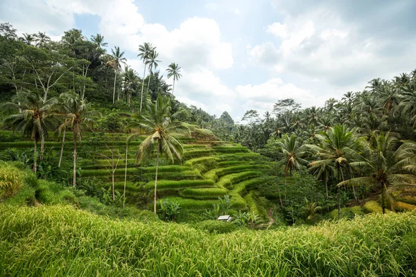 Growing Rice Asian landscape — Stock Photo, Image