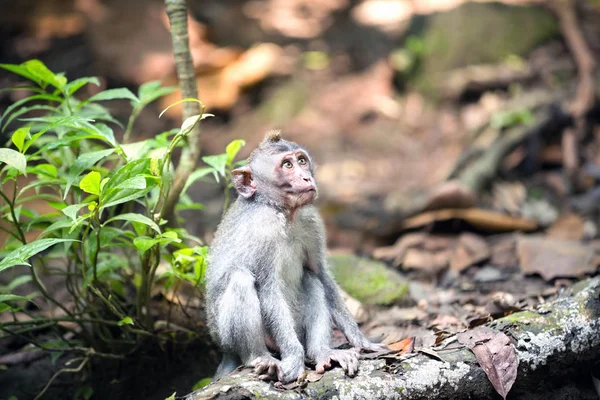 Divoká opice v Ubud Bali — Stock fotografie