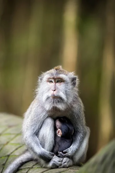 Affenbaby wird von Mutter im heiligen Affenwald gestillt — Stockfoto