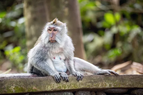 Scimmia dalla coda lunga nella foresta di scimmie sacre — Foto Stock