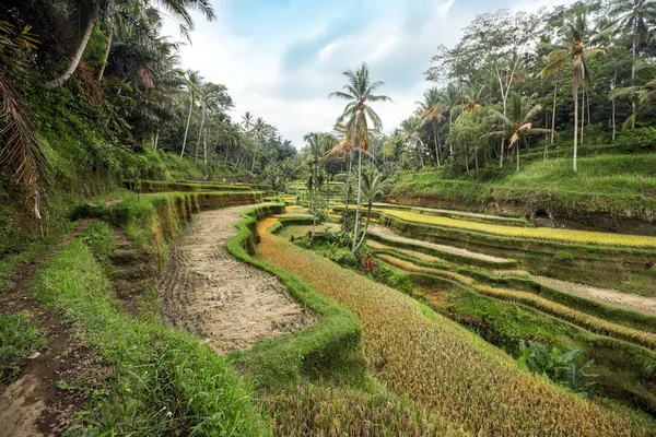 Harvested rice fields Asia — Stock Photo, Image