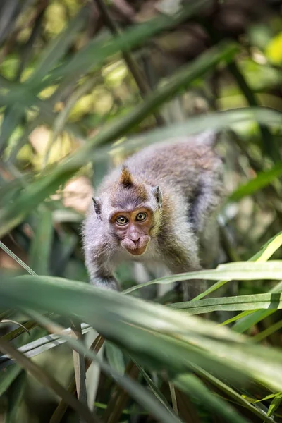 Heilige Apenbos in Ubud, — Stockfoto