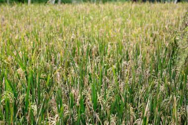 genç çeltik tarlası Asya tarım