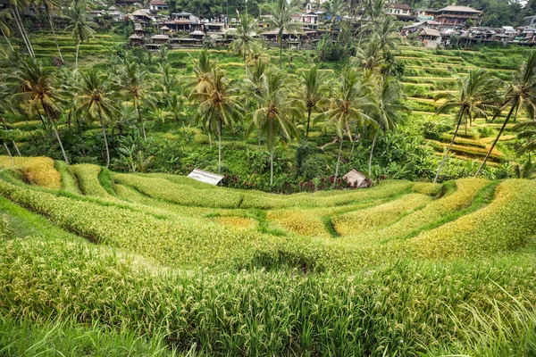 Ripe rice fields