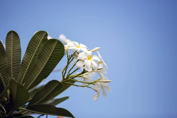 Beyaz frangipani çiçek çalı — Stok fotoğraf