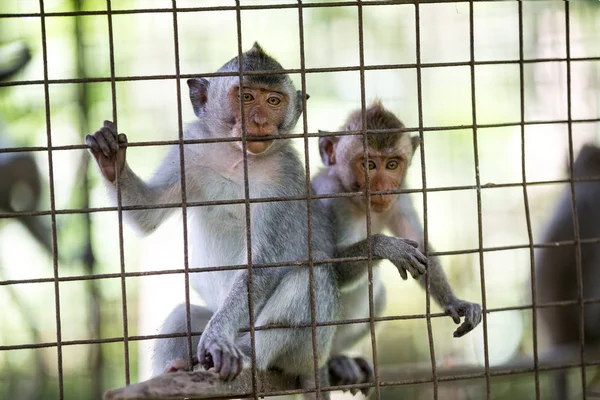 A ketrecbe zárt Macaques Balin — Stock Fotó