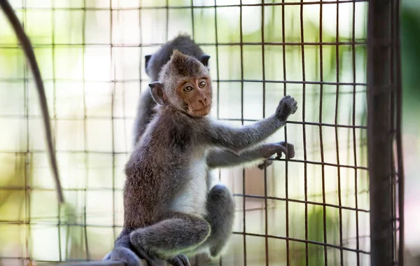 Dos monos jóvenes en la jaula — Foto de Stock