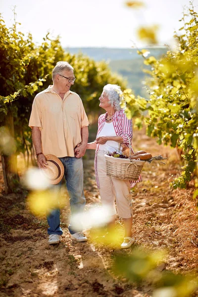 Rodziny w winnicy z okazji zbioru winogron — Zdjęcie stockowe