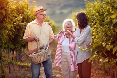 Şarapçı bağda çalışan üzüm hasadı- aile