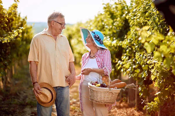Szczęśliwy starszy mężczyzna i kobieta zbierają zbiory winogron — Zdjęcie stockowe