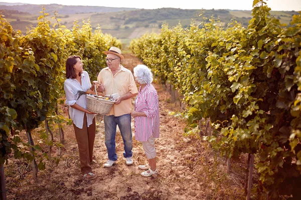 Zbiory winogron-starsi winiarzy z córką w winnicy — Zdjęcie stockowe