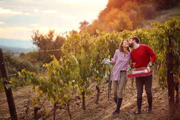 Couple in love in vineyard before harvesting — Stock Photo, Image