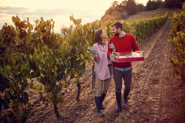 Szczęśliwy mężczyzna i kobieta zbierają zbiory winogron — Zdjęcie stockowe
