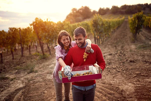 Wijnboer Jong Glimlachend Paar Oogsten Druiven Wijngaard Maken — Stockfoto