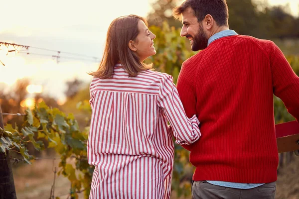 Чоловік і жінка збирають виноград разом у винограднику — стокове фото