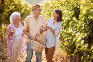 Üzüm Bağı tarlaları. Üzüm hasadı. Aile tost ve şarap içme ve açık havada eğlenmek