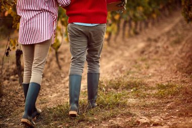 Üzüm Bağı tarlaları. Üzüm hasadı. Bağda winegrower çift