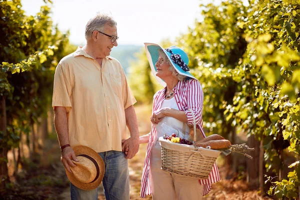 Şarap ve üzüm. Üzüm hasadı. Mutlu yaşlı erkek ve kadın bağda hasat üzüm toplamak — Stok fotoğraf