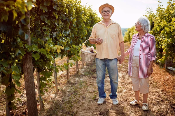 秋天的葡萄园。葡萄酒和葡萄家庭传统。一对夫妇与葡萄篮在葡萄园 — 图库照片