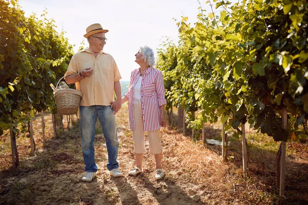 Vinhas do Outono. Vinho e uvas. Tradição familiar. Enólogos seniores que entram entre fileiras de videira — Fotografia de Stock