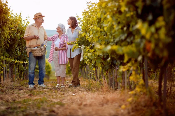 Vinho e uvas. Tradição familiar. família que trabalha na vinha do enólogo — Fotografia de Stock
