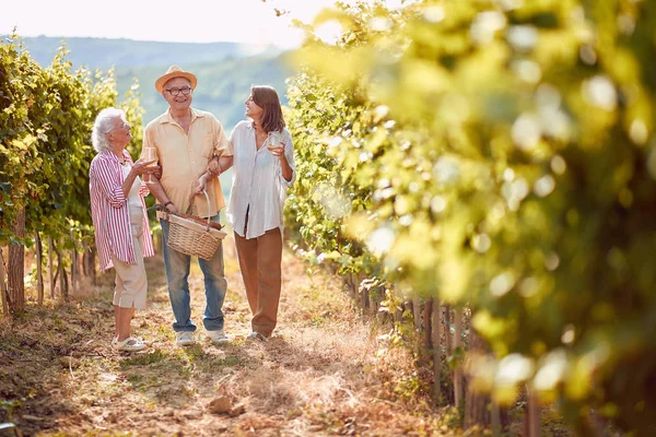 Ripe grapes in vineyard. family vineyard. Family toasting and drinking wine and having fun outdoor — Stock Photo, Image