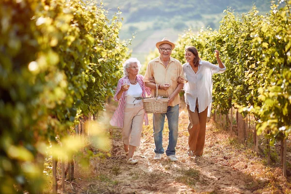 Raisins mûrs dans le vignoble. vignoble familial. Famille souriante marchant entre des rangées de vignes — Photo