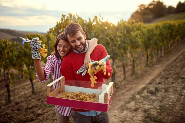 Wino i winogrona. Uśmiechnięta para zebrać żniwa winogron — Zdjęcie stockowe