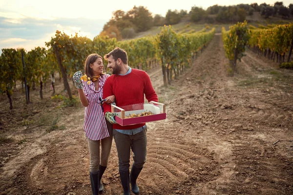 Wine and grapes. Harvesting grapes. smiling couple harvesting grape — Stock Photo, Image