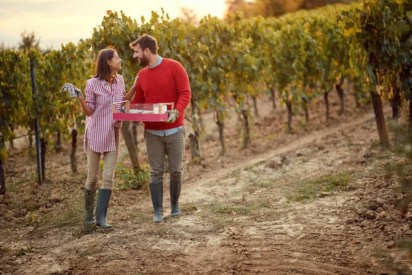 Wino i winogrona. Zbieranie winogron. Mężczyzna i kobieta zbierające winogrona — Zdjęcie stockowe